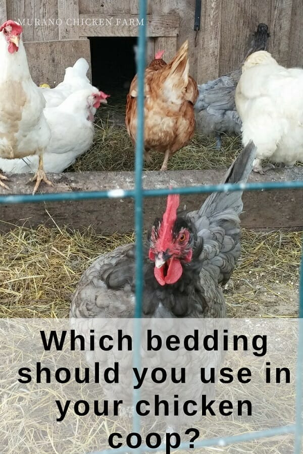 What Kind of Bedding For Chickens? Should You Use in Your Coop?