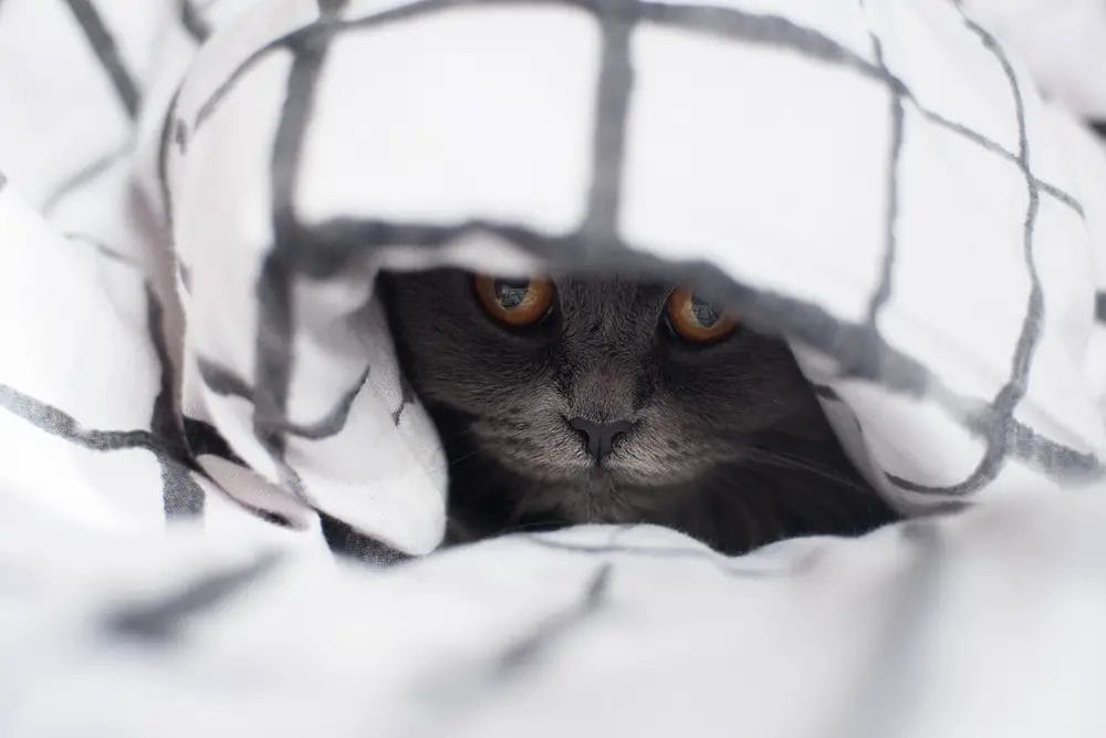 Can Cats Breathe Under Blankets? A Pet Care Guide